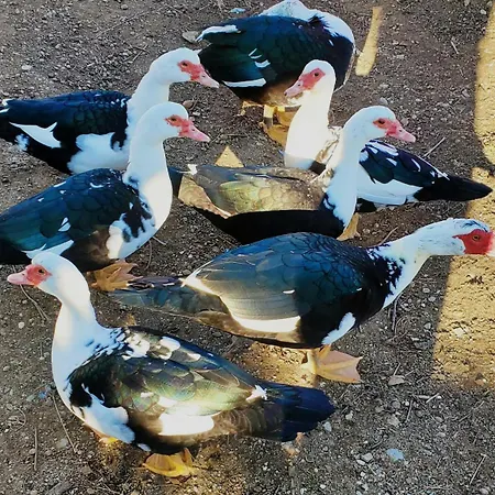 Farm stay Agroturizem Devin